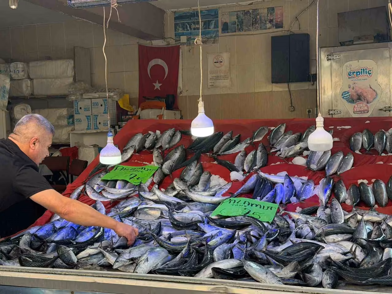 Türkeli’de palamut bereketi: Fiyatı düştü, yüzler güldü