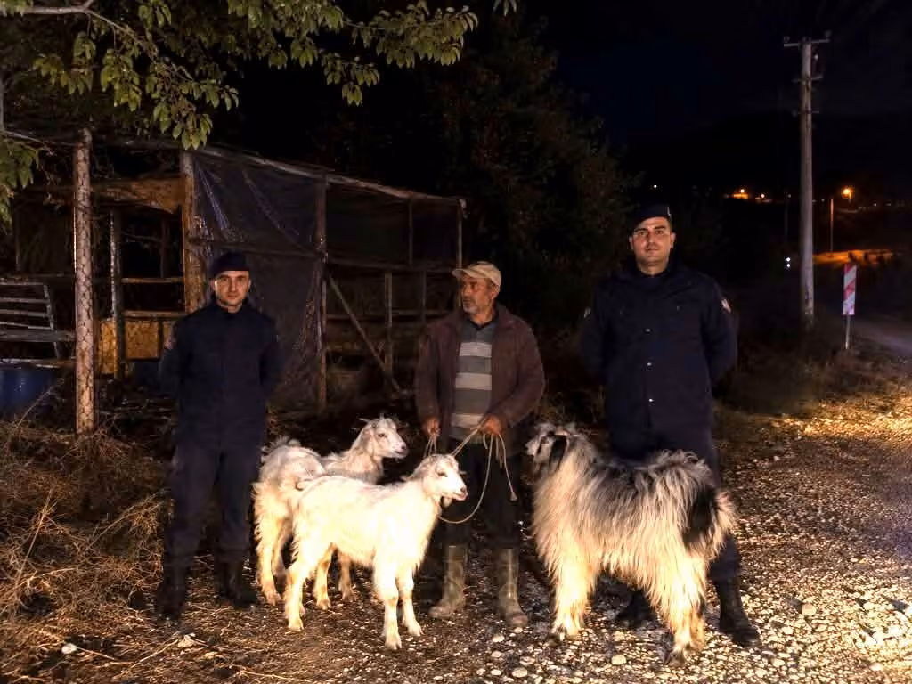 Bilecik’te kaybolan 5 küçükbaş hayvan bulundu