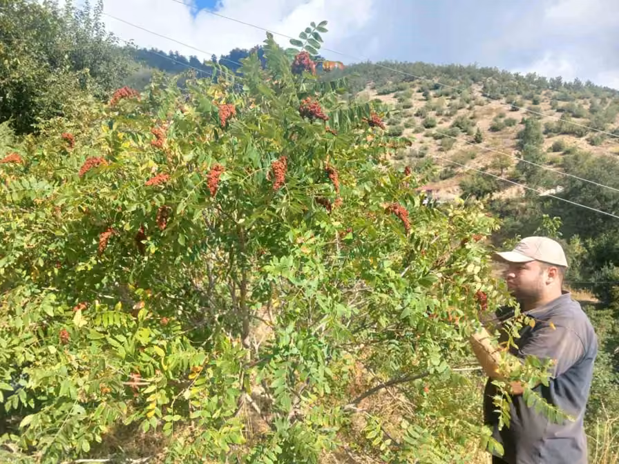 Kahramanmaraş’ta sumak hasadı