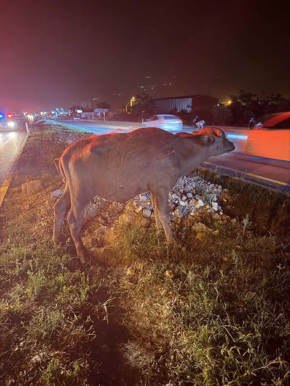 Samandağ’da angusa çarpan otomobilin sürücüsü yaralandı
