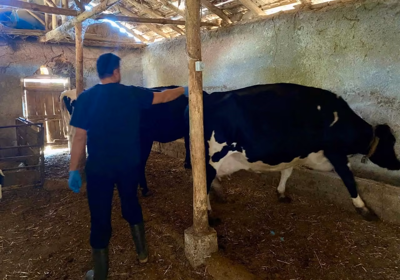 Hayvanlara yönelik şap aşılama çalışması başlatıldı