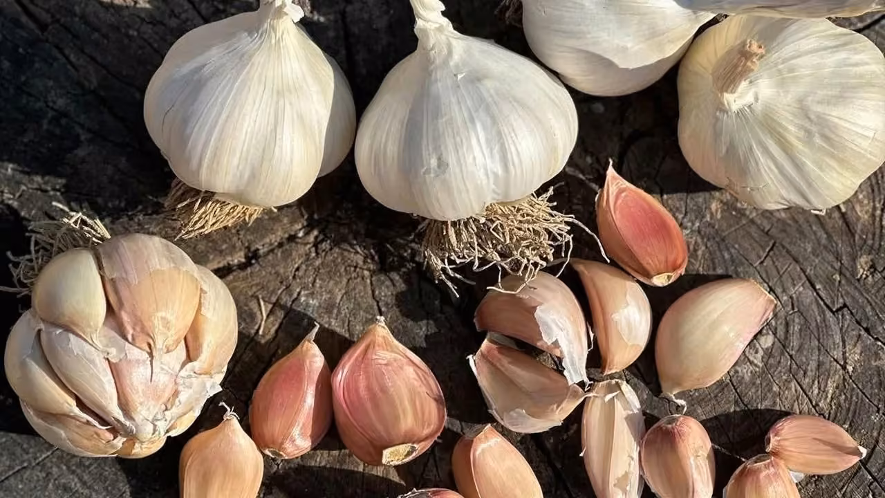 Çorum Üyük Sarımsağı coğrafi işaretle tescillendi