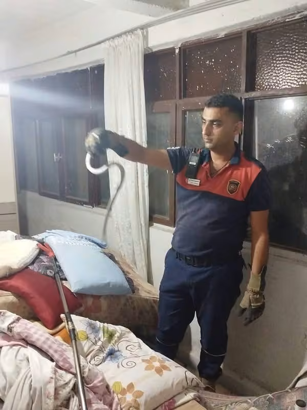 Hatay’da yerleşim yerlerinde görülen yılanlar yakalanarak doğal yaşam alanlarına bırakıldılar