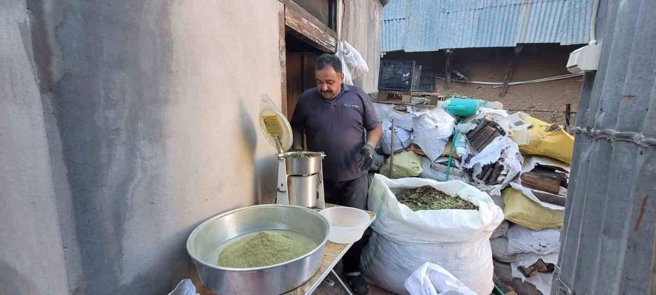 Doğanın hediyesi: 120 bitkiden oluşan zetrin baharatı yeniden keşfediliyor