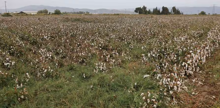 Aydın pamuğu yağmura hazırlıksız yakalandı