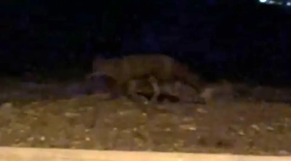 Eskişehir’de gece saatlerinde sokakta görülen tilki kamerada