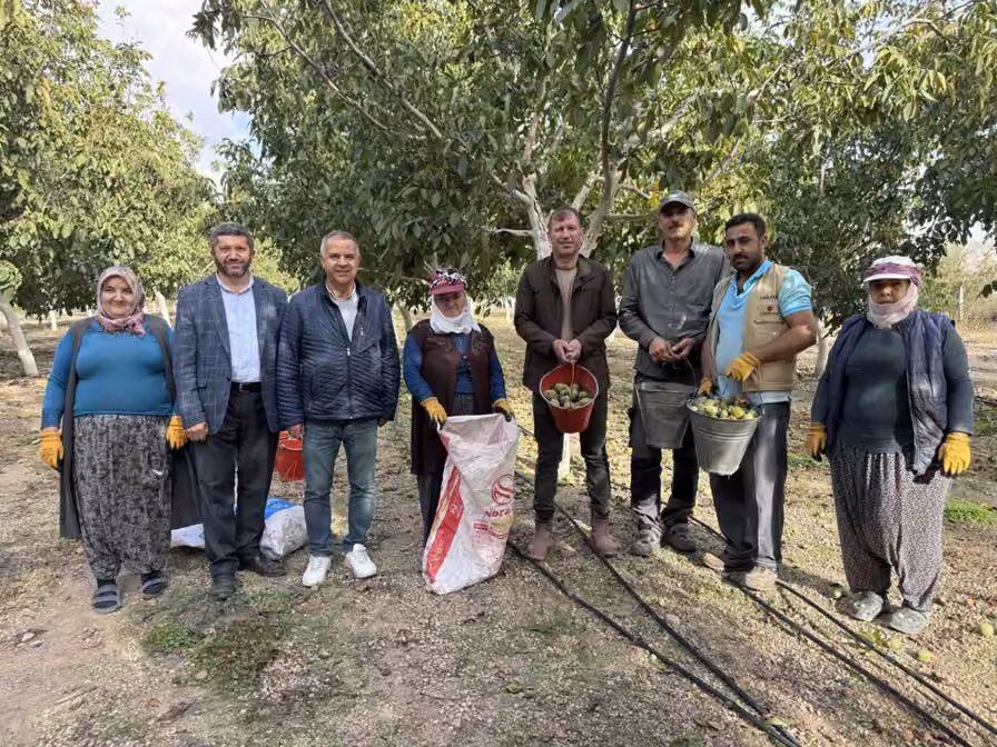 Fabrika bahçesinde ceviz hasadı