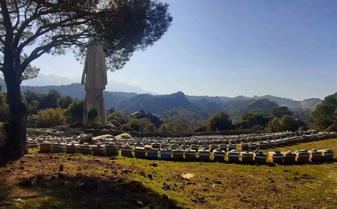 Latmos’ta pürenler hem arılara hem doğaya hayat veriyor