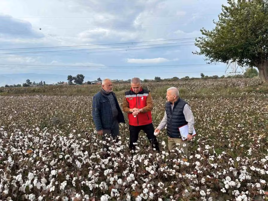 Pamukta hasat kontrol çalışması yapıldı