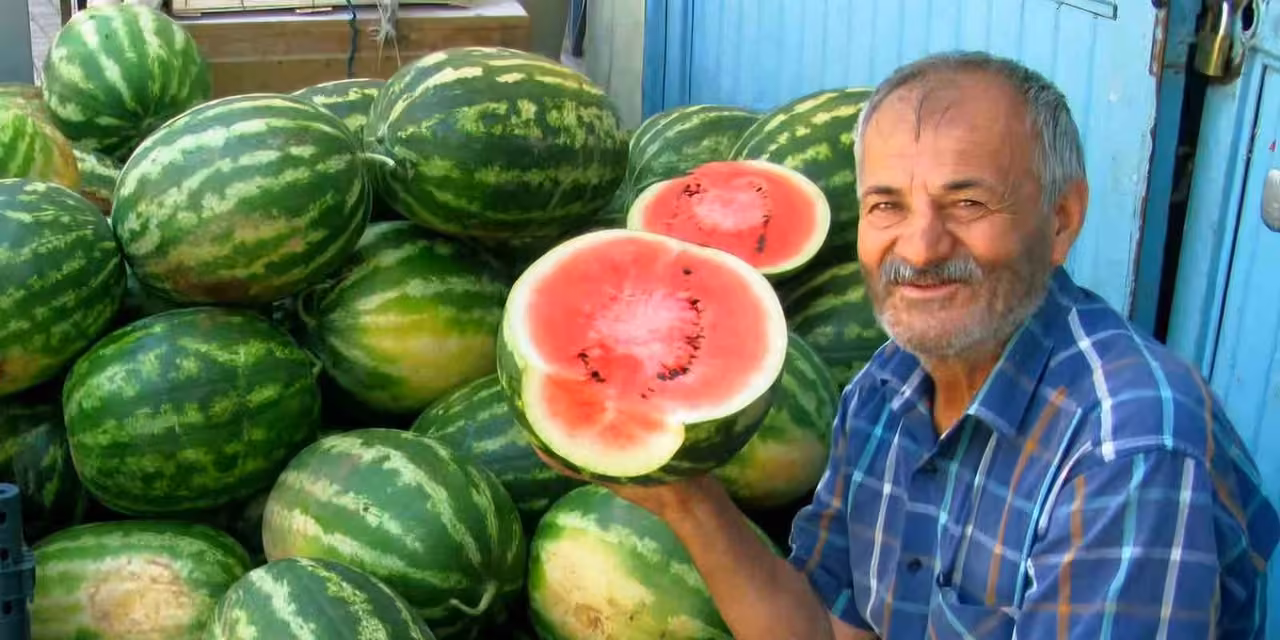 Araban Ovası’nda ikinci ürün güz karpuzu hasadı devam ediyor