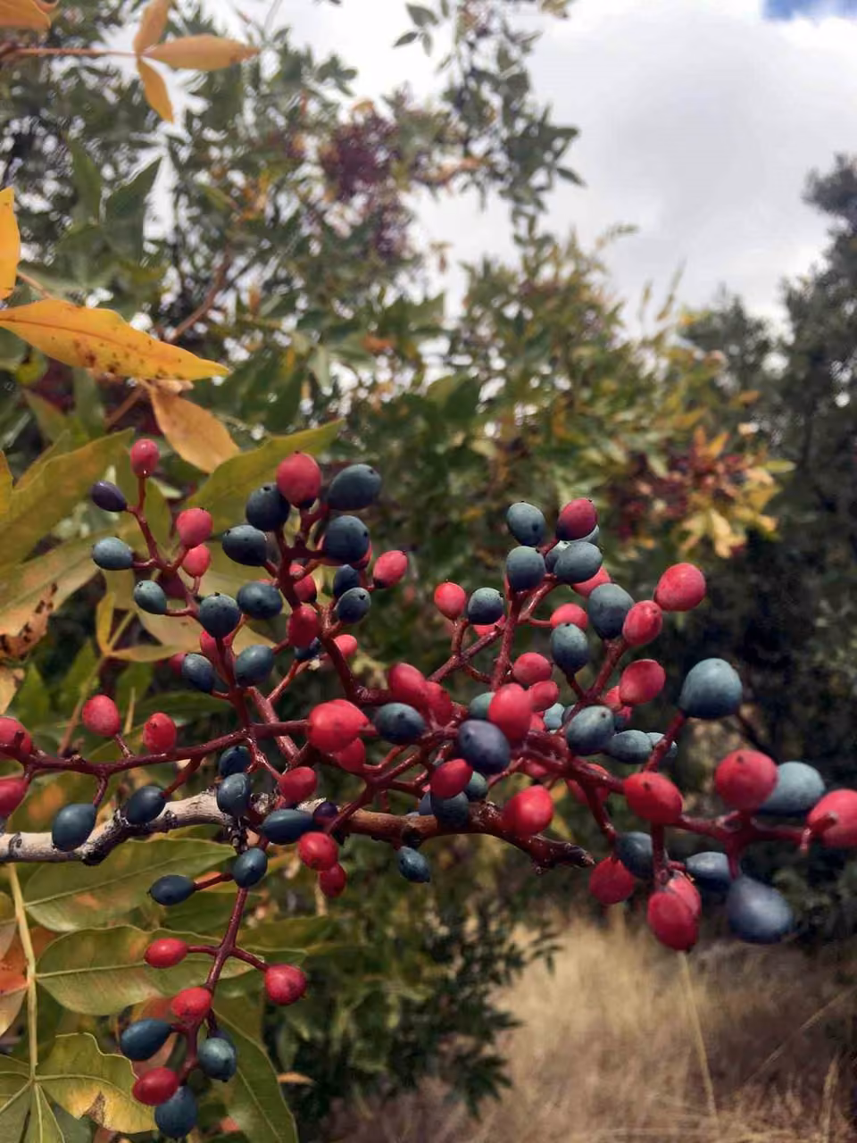 Ali Dağı’nda ekimde elma ağacı çiçek açtı