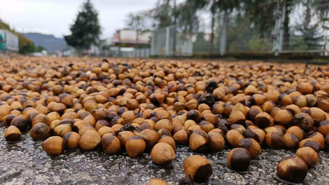 Ordu’da fındık üreticilerinin yağmur mesaisi