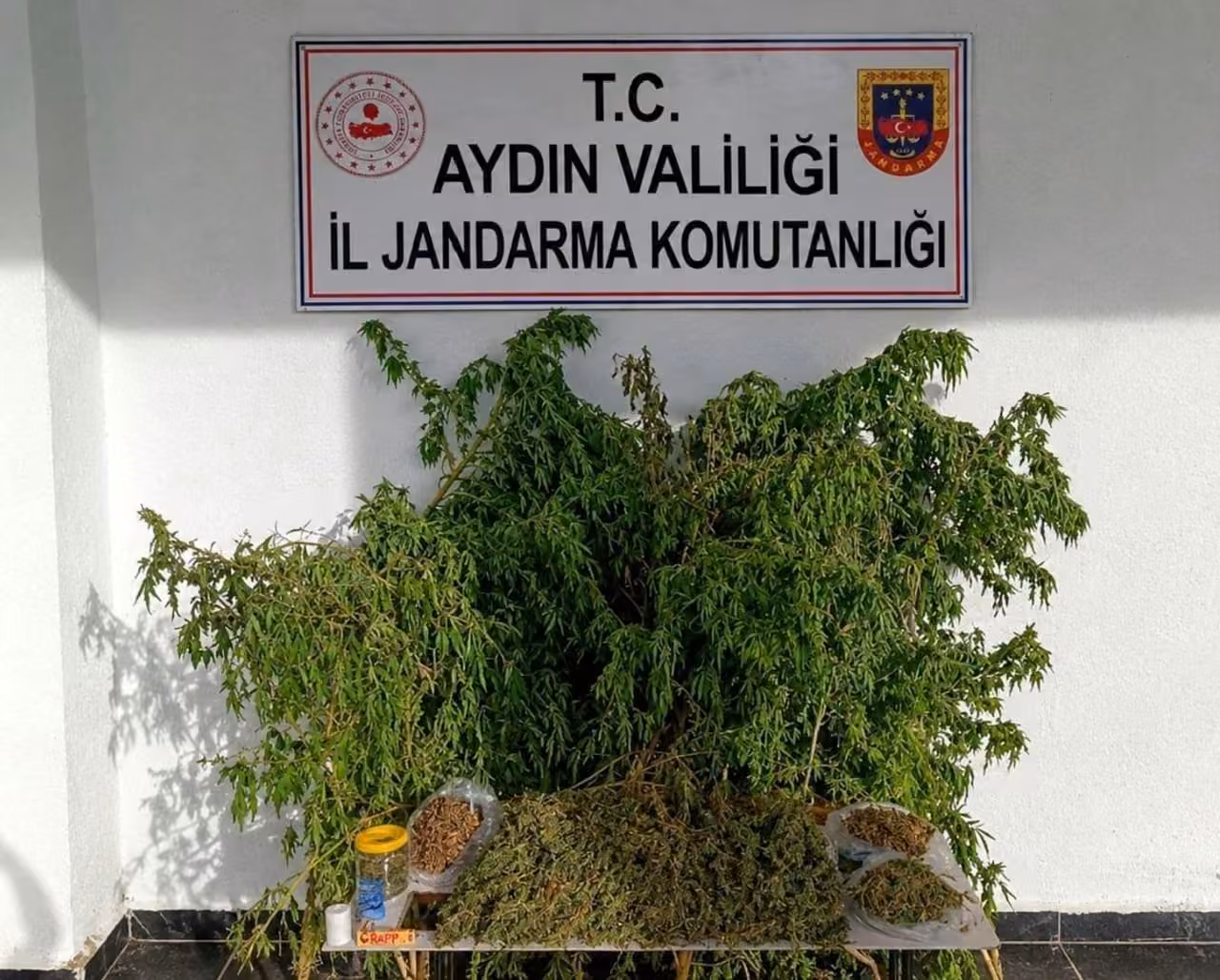 İncirliova’daki uyuşturucu baskınında 47 kök kenevir ele geçirildi
