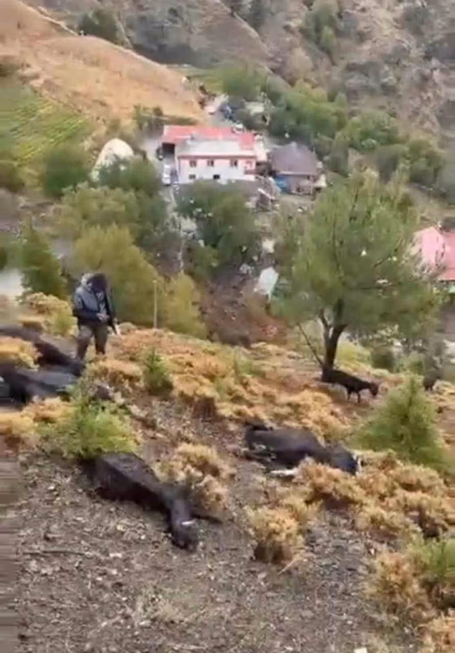 Kahramanmaraş’ta yıldırım düşmesi sonucu 20 keçi telef oldu
