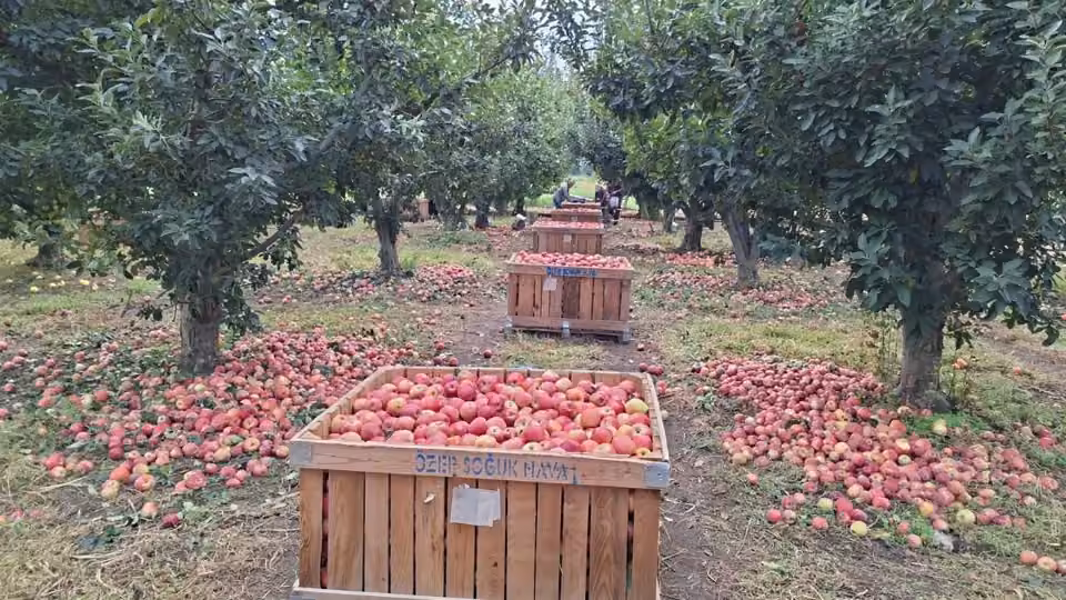 Elma üreticisi maliyet altında eziliyor